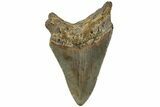 Fossil Megalodon Tooth - North Carolina #219398-1